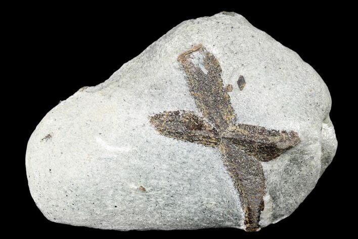 Twinned Staurolite Cross In Mica-Schist - Pestsovye Keivy, Russia #175672